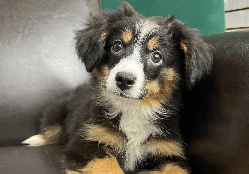 Toy-Australian-Shepherd-puppy