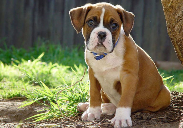 boxer-puppies-for-sale