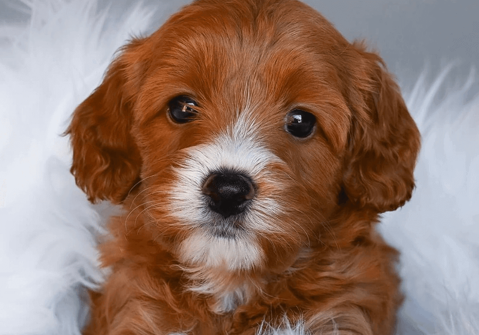 Cavapoo puppies for sale in NYC