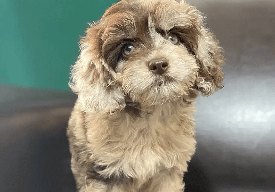 red and white cockapoo adult