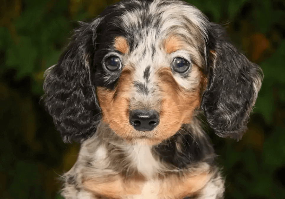 Long Haired Miniature Dachshund