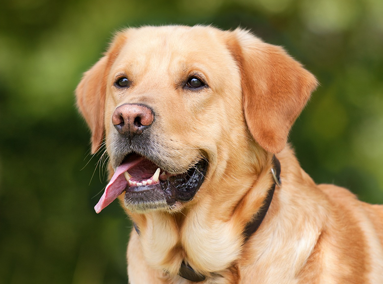 Dog Breeds for Active Owners